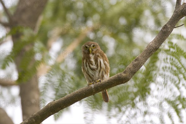 Peruvian Pygmy Owl