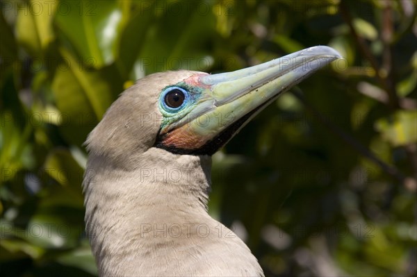 Sula brewsteri brewsteri