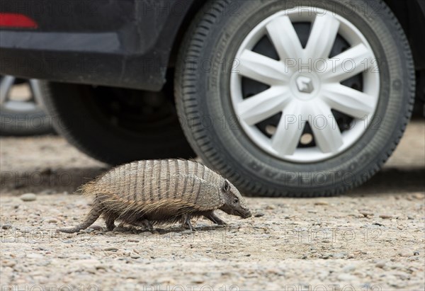 Brown Shaggy Armadillo