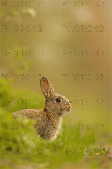 European Rabbit