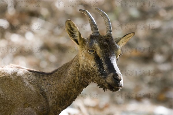 Cretan wild goat