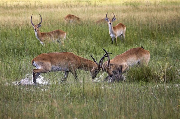 Red litchi waterbuck