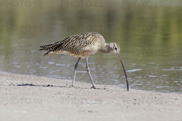 Long-billed Curlew