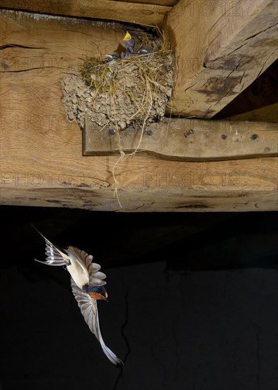 Adult barn swallow