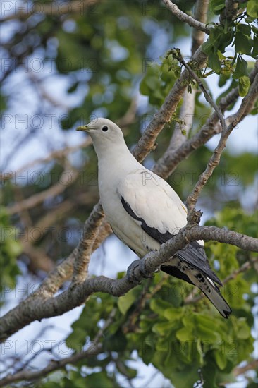 Pied Imperial-pigeon