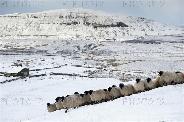 Dalesbred Sheep