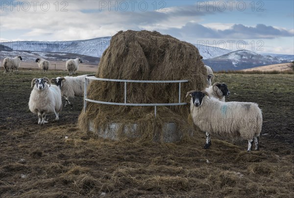 Domestic sheep