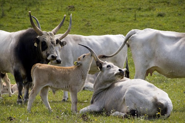 Hungarian grey cattle