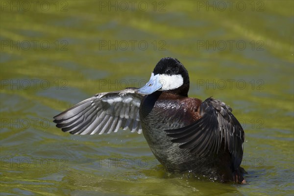 Ruddy duck