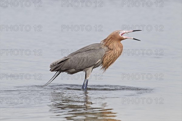 Reddish egret