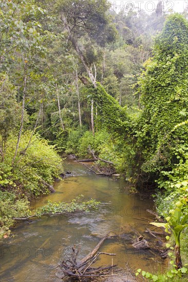Electricity in the tropical rainforest near Andasibe