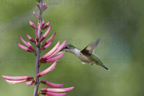 Ruby-throated hummingbird