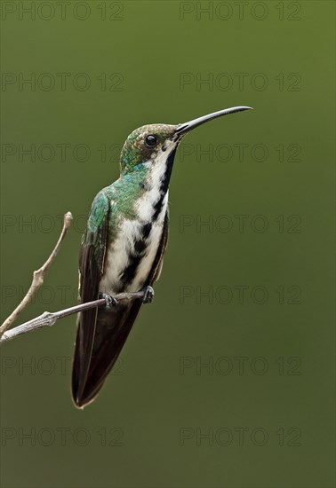 Black-throated Mango