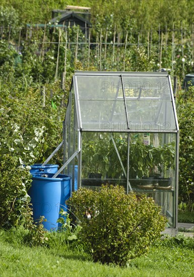 Greenhouse with rainwater butts on allotment