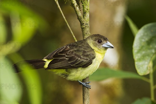 Lemon-rumped Tanager