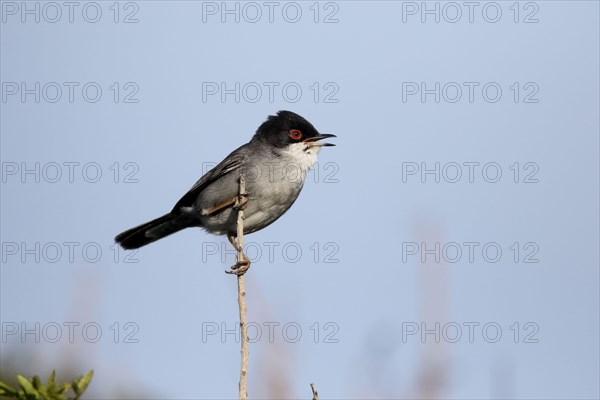 Sardinian Warbler