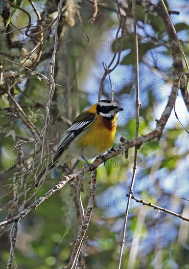 Hispaniolan Spindalis