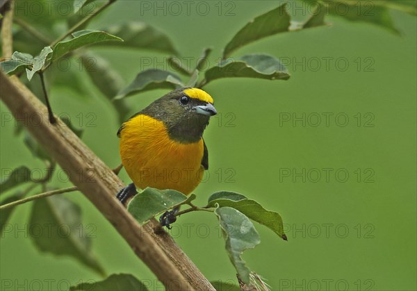 Purple Throat Euphonia