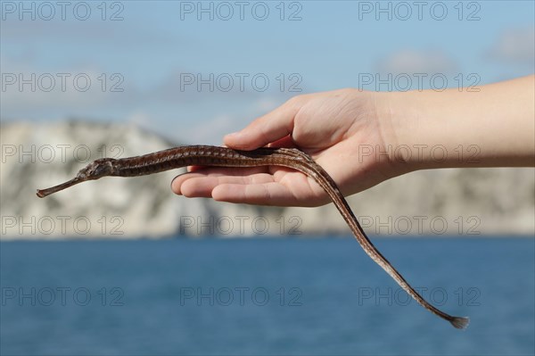 Greater Pipefish