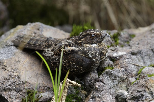 Blackish Nightjar