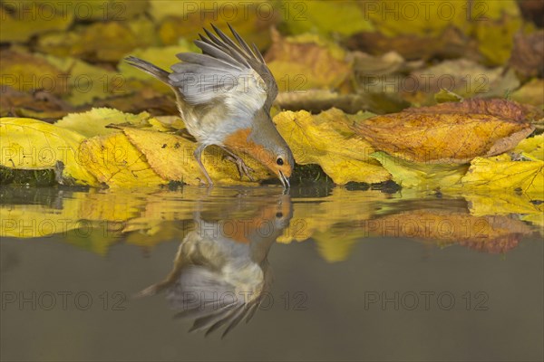 European european robin