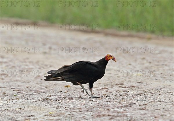 Lesser Yellow-headed Vulture