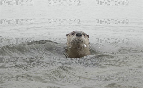 North American River Otter