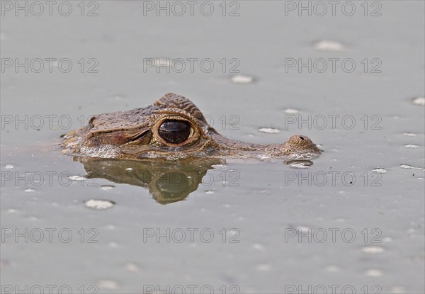 Spectacled Caiman