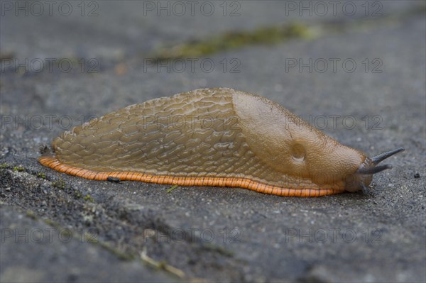 Red Slug