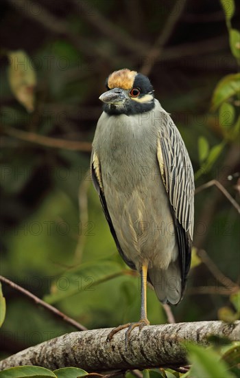 Yellow-crowned Night-heron