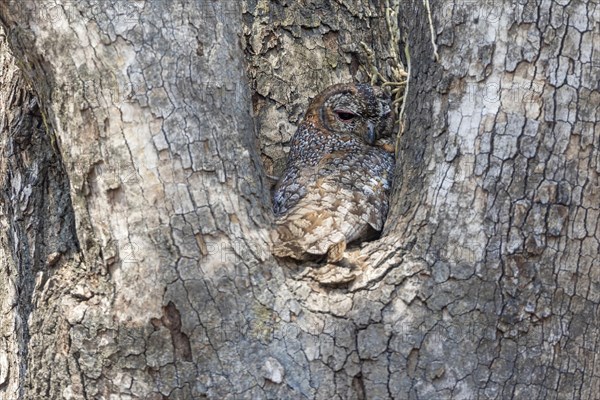 Mottled wood owl