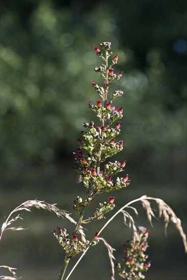 Flowering plant of common figwort