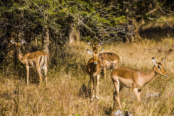 Impalas