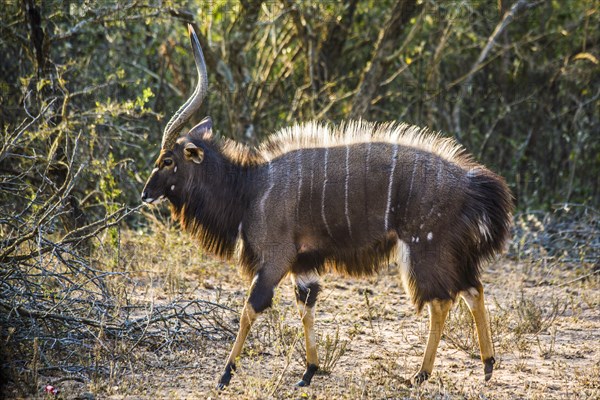 Nyala antelope