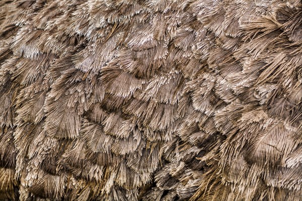 Ostrich feathers