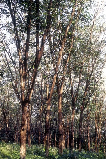 Rubber trees