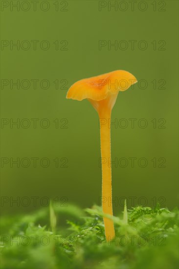 Shiny orange stitchwort