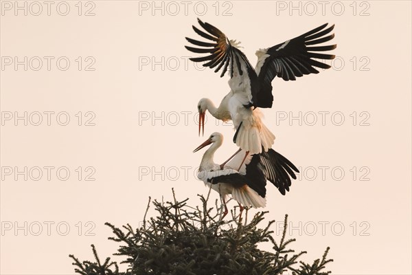 At sunrise a male white stork lands with wings spread on the female standing in the nest for mating
