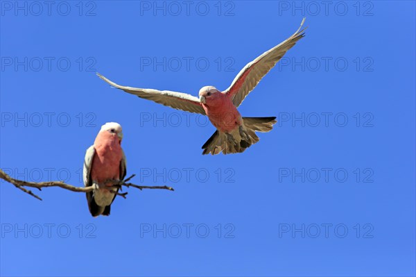 Pink Cockatoo