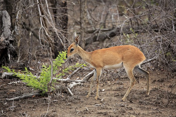 Steenbok