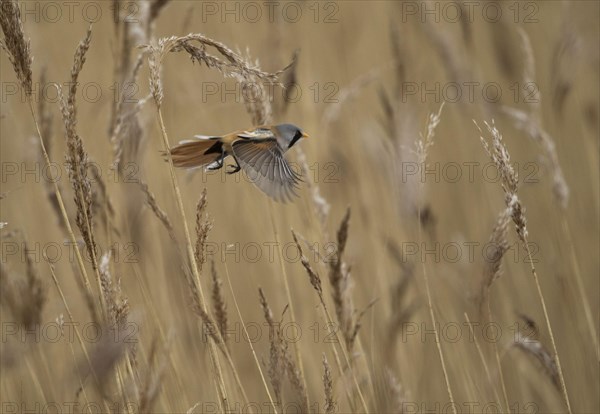 Bearded Tit