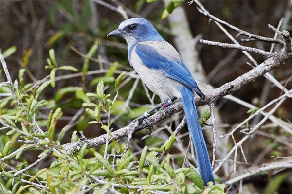 Florida scrub jay