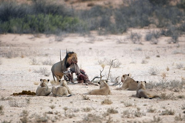 Southern african lion