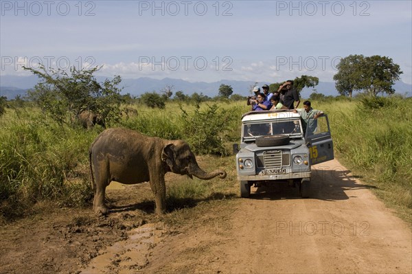 Asian Elephant