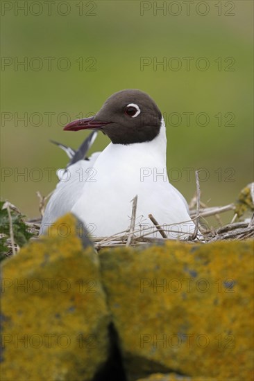 Black-headed gull