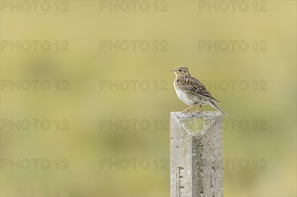 Eurasian Skylark