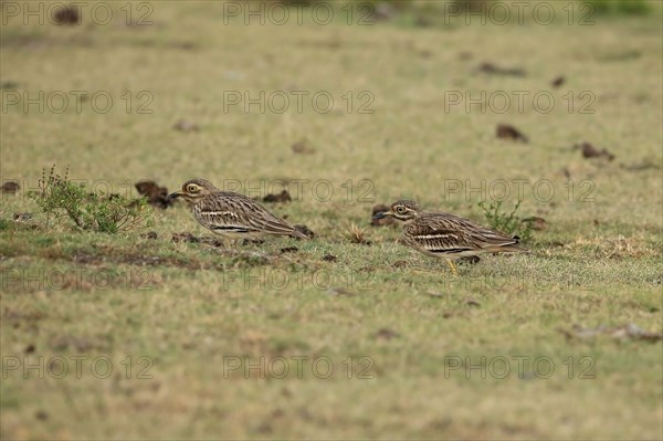 Indian indian stone-curlew