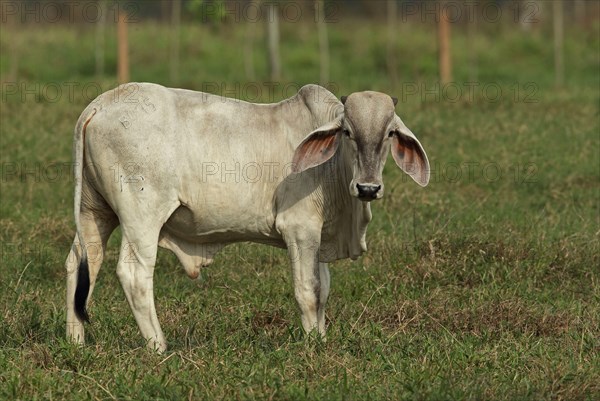 Brahman cattle