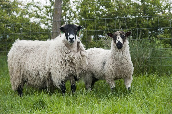 Dalesbred sheep