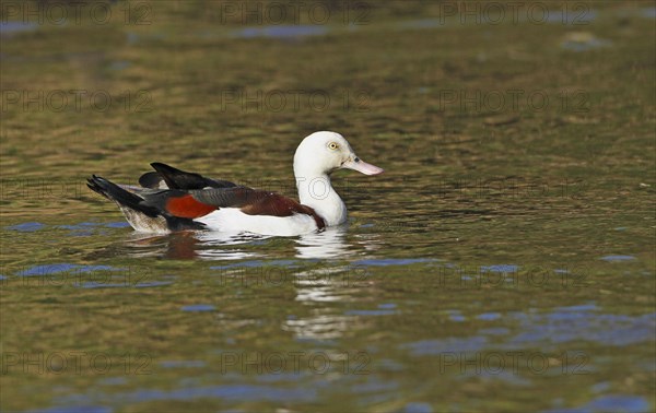 Radjah Shelduck